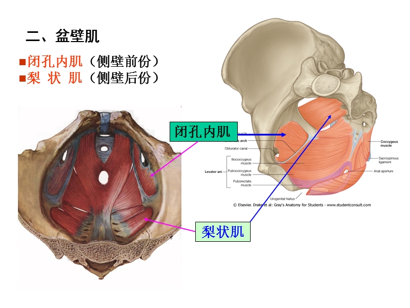 局部解剖-盆部与会阴.ppt_第3页