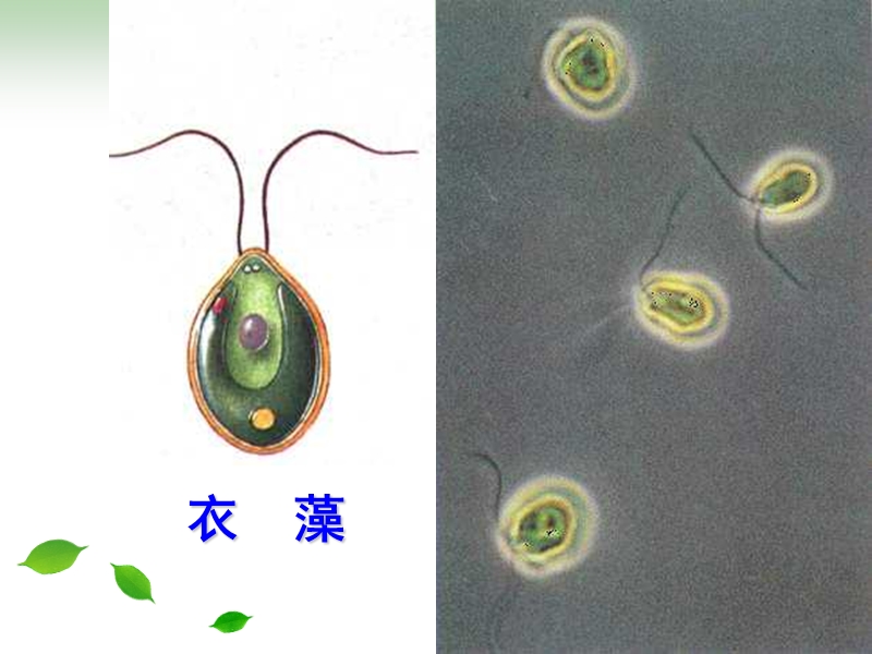 【初一理化生】生物圈中的绿色植物(章节复习).ppt_第3页