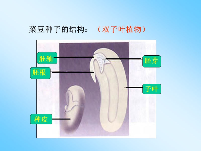 【初一理化生】一、被子植物的个体发育.ppt_第3页