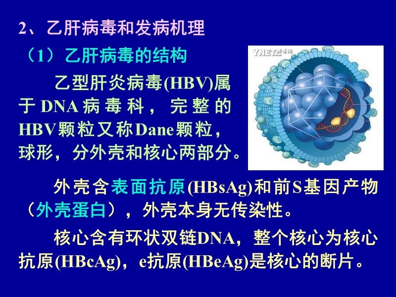 乙肝及其治疗.ppt_第2页