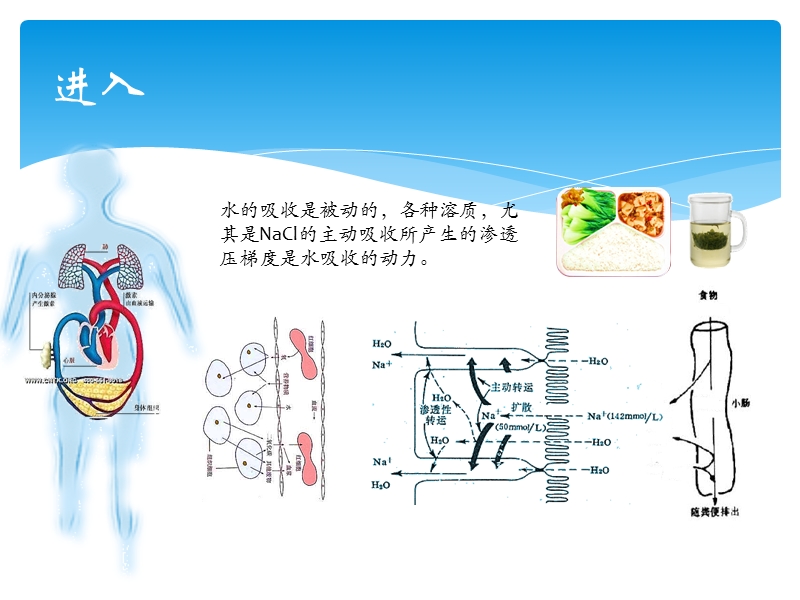 干体重的认识office.ppt_第3页