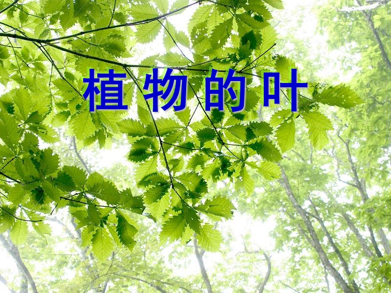 教科版科学三上《植物的叶》ppt课件.ppt_第1页