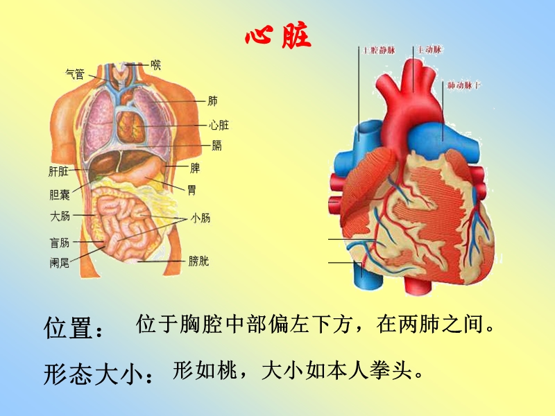 【初一理化生】输送血液的泵——心脏.ppt_第3页