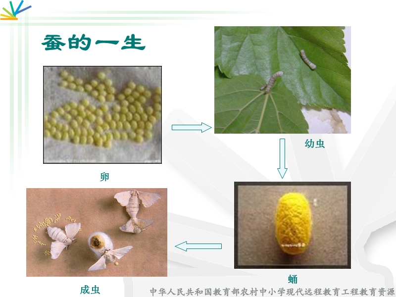 蚕的生命周期.ppt_第2页