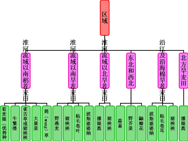 小麦田杂草及防除.ppt_第2页