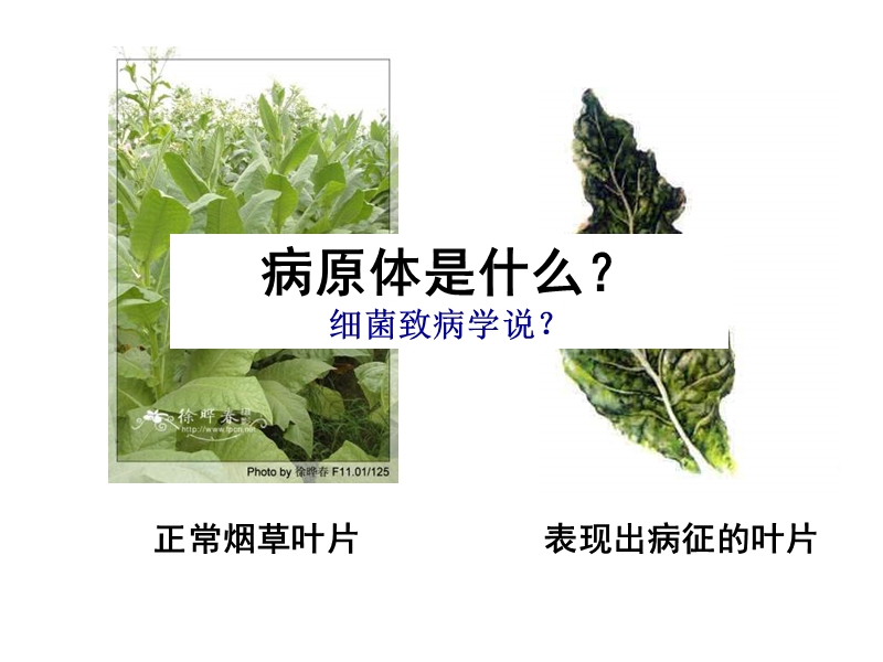 【初一理化生】没有细胞结构的微小生物病毒.ppt_第3页