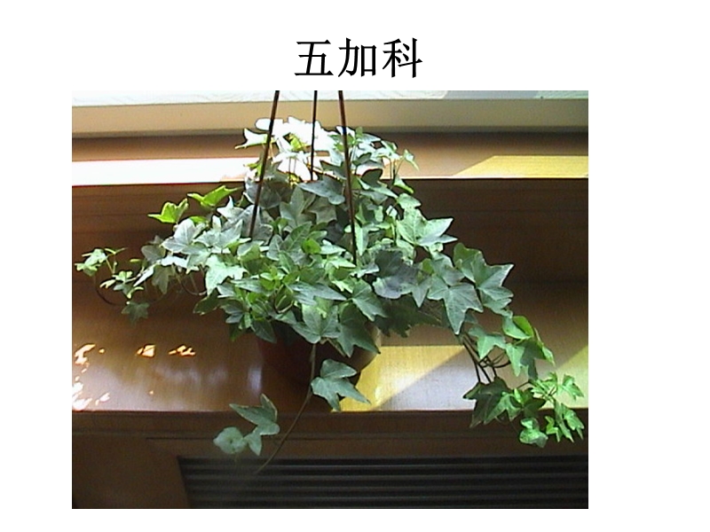 室内观赏植物租摆与养护04观叶植物之三.ppt_第2页