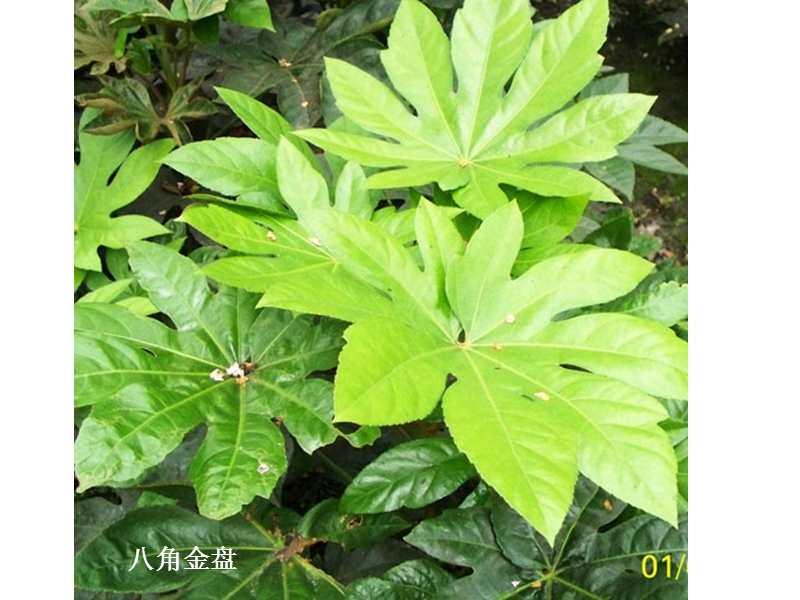 室内观赏植物租摆与养护04观叶植物之三.ppt_第3页