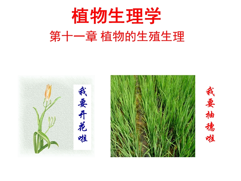 植物生理学—植物的生殖生理(上课版).ppt_第1页