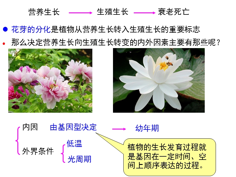 植物生理学—植物的生殖生理(上课版).ppt_第2页