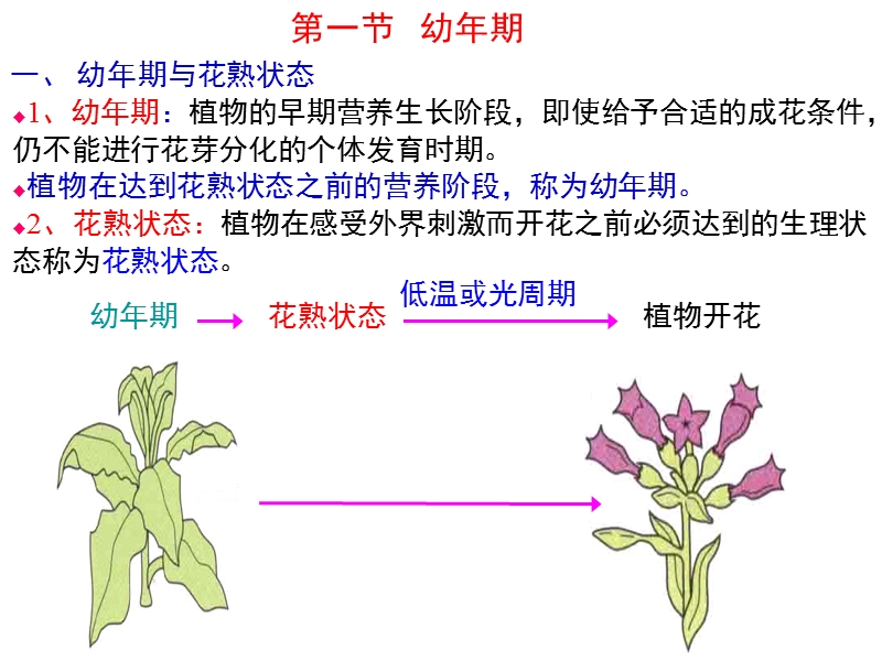 植物生理学—植物的生殖生理(上课版).ppt_第3页