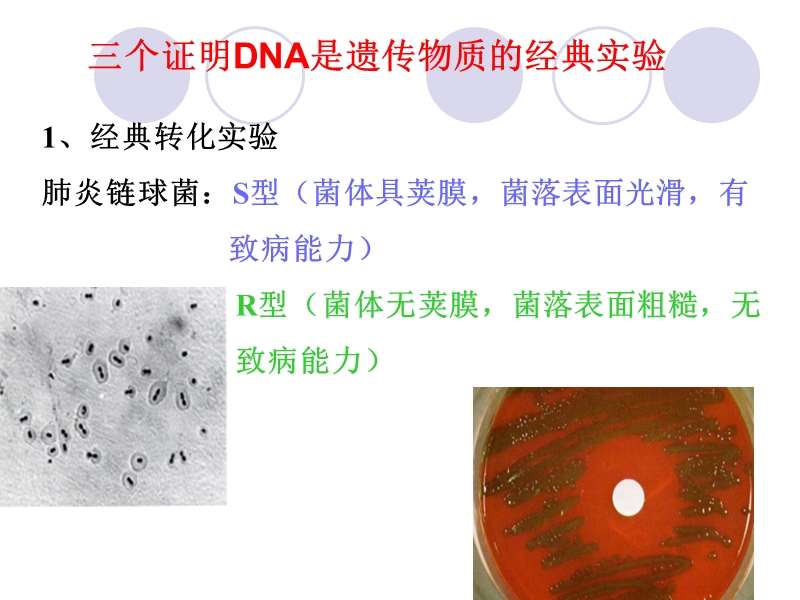 河北农大生物化学第一章-核酸化学.ppt_第2页