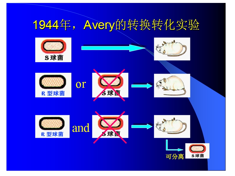 河北农大生物化学第一章-核酸化学.ppt_第3页