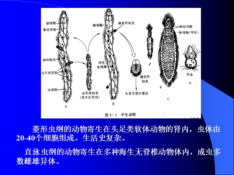 普通动物学-多细胞动物的起源.ppt_第2页