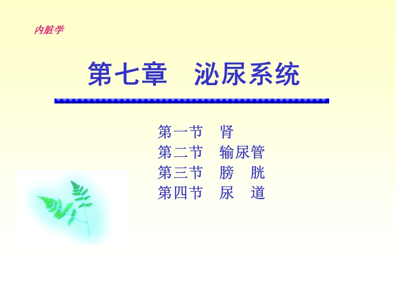 泌尿系统解剖.ppt_第1页