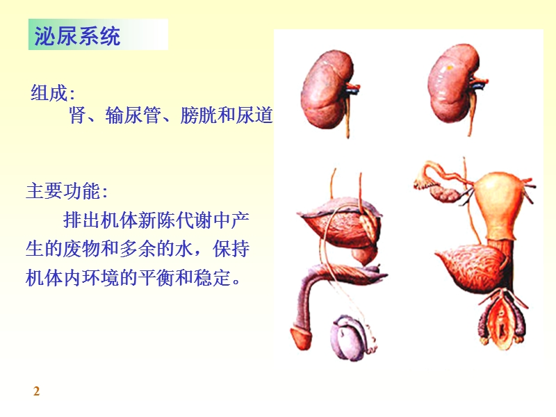 泌尿系统解剖.ppt_第2页