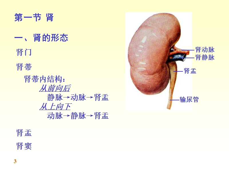 泌尿系统解剖.ppt_第3页