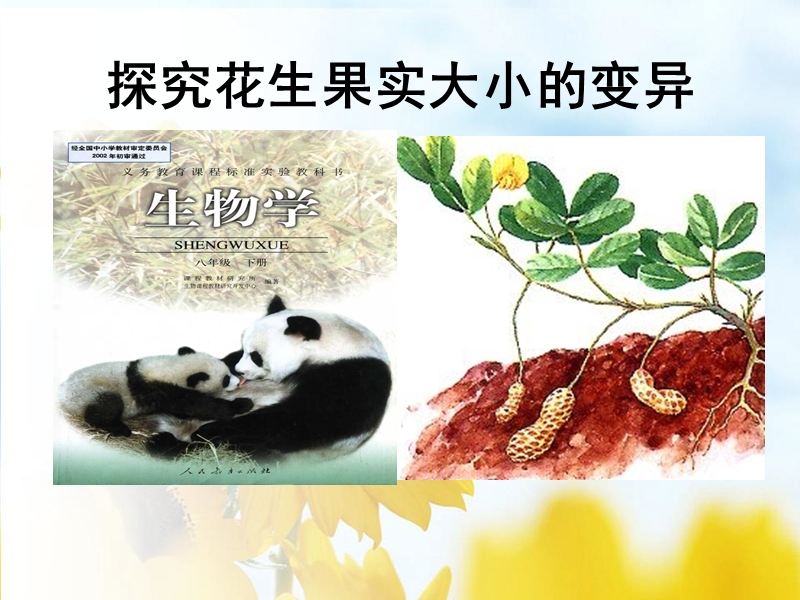 探究花生果实大小的变异-终稿.ppt_第1页