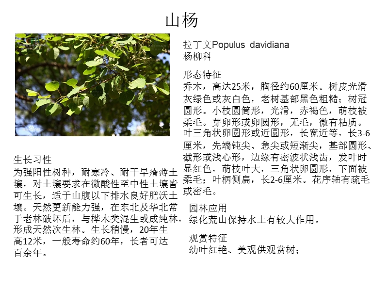 河北省植物.pptx_第3页