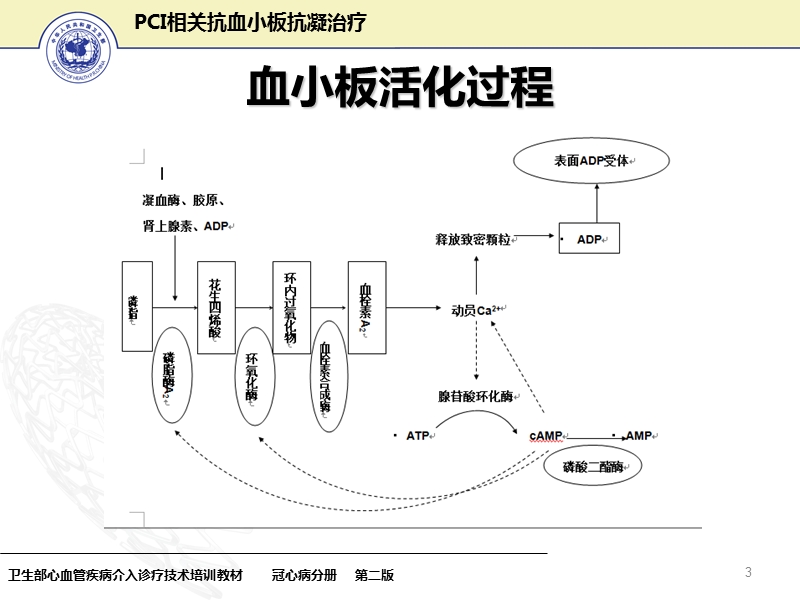 08-pci相关抗血小板抗凝治疗.ppt_第3页