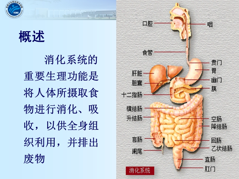 1消化系统疾病病人常见症状体征的护理.ppt_第3页