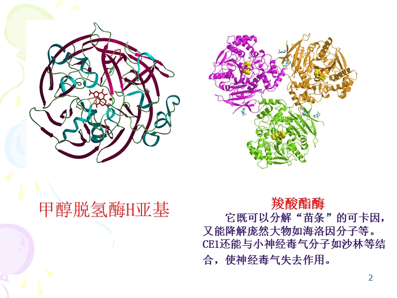 06-酶化学(1-5节).ppt_第2页