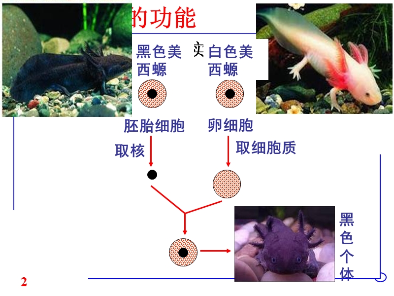 11细胞的基本结构：细胞核——系统的控制中心.ppt_第2页