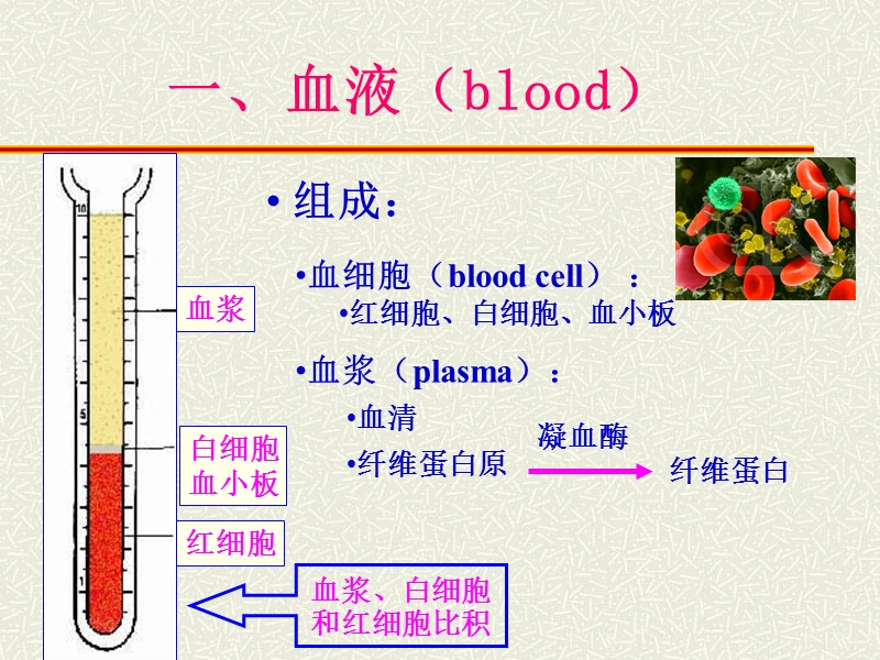 05_血液及血发生.ppt_第2页