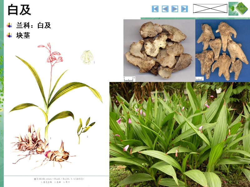 18-3收敛止血药(中药学图谱).ppt_第2页