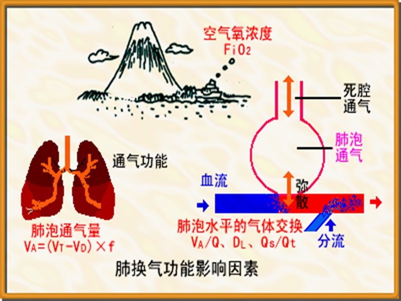 第四节血气分析和酸碱测定.ppt_第3页