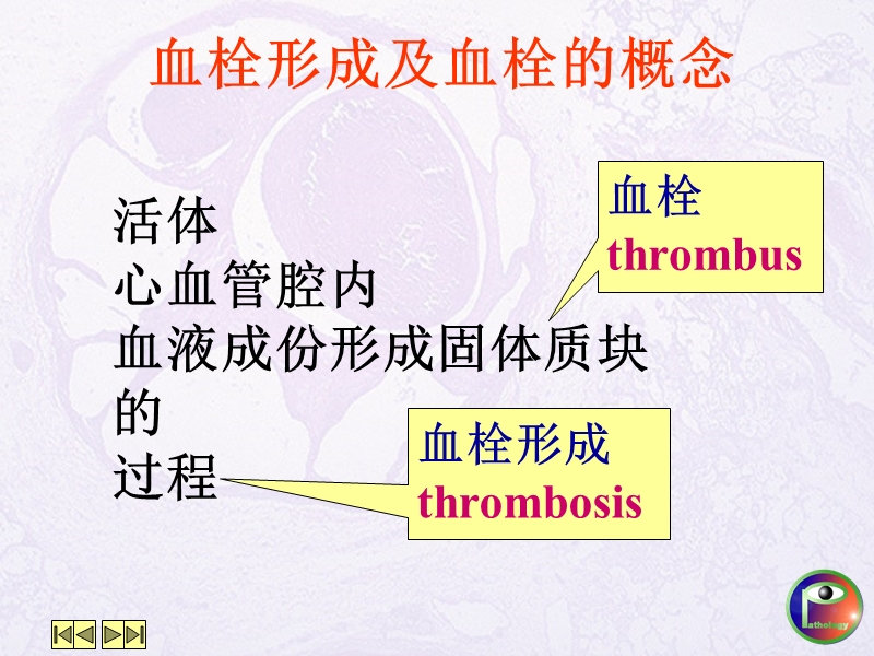 血栓形成.ppt_第2页