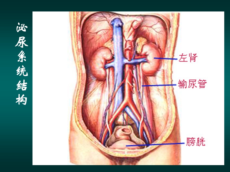 排尿的护理.ppt_第3页