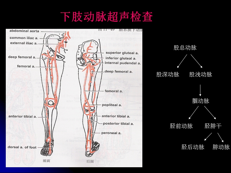 上下肢动静脉的超声检查2011.ppt_第2页