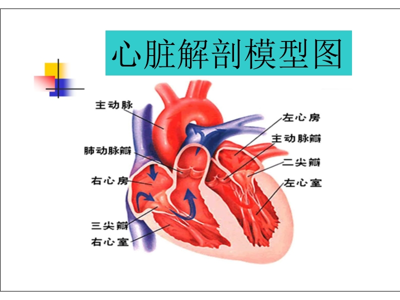 心脏瓣膜病新.ppt_第3页