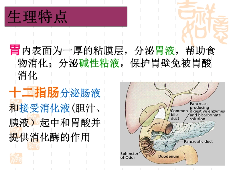 胃十二指肠溃疡.ppt_第3页