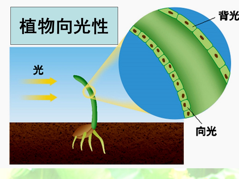 第2节--生长素的生理作用.ppt_第3页