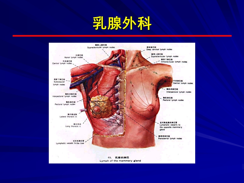 胸部疾病_(乳腺).ppt_第2页