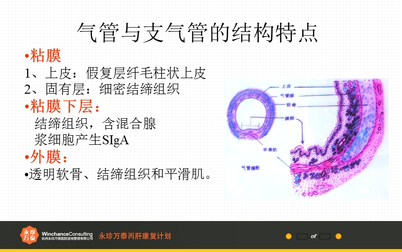 气管和肺的组织结构.pptx_第3页