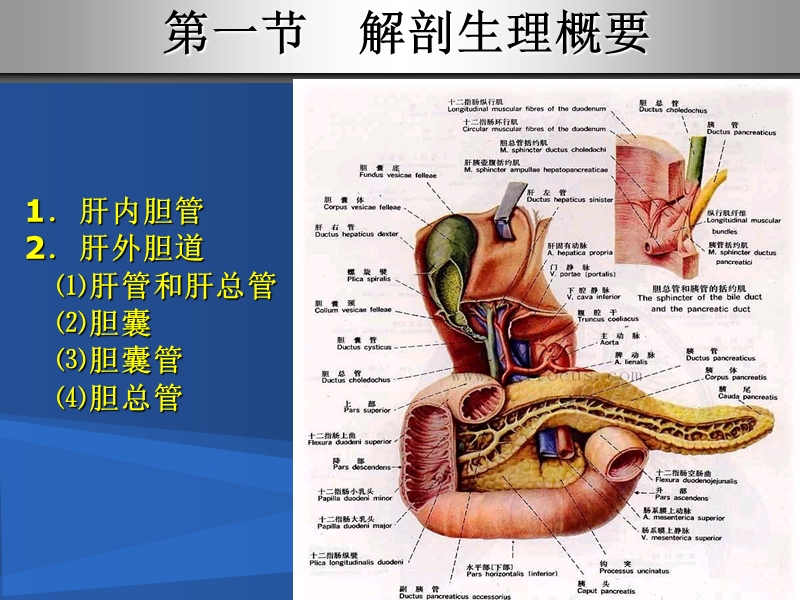 第三十二章__胆道疾病病人的护理.ppt_第3页