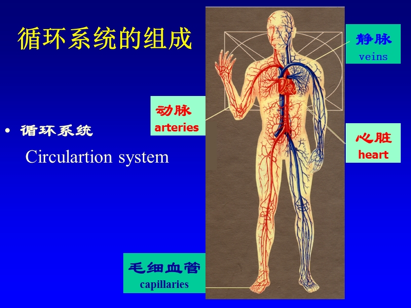 循环查体视触扣.ppt_第3页