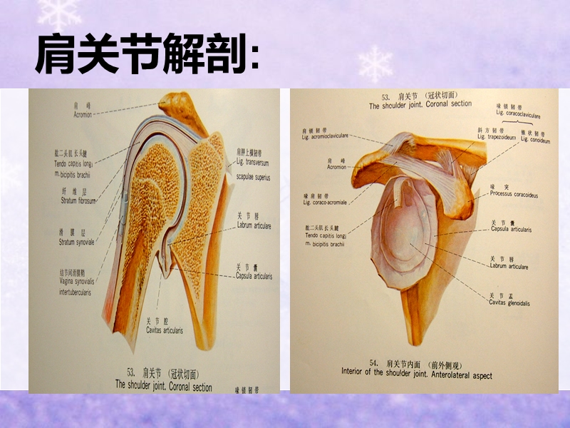 肩关节脱位的护理_2.ppt_第3页