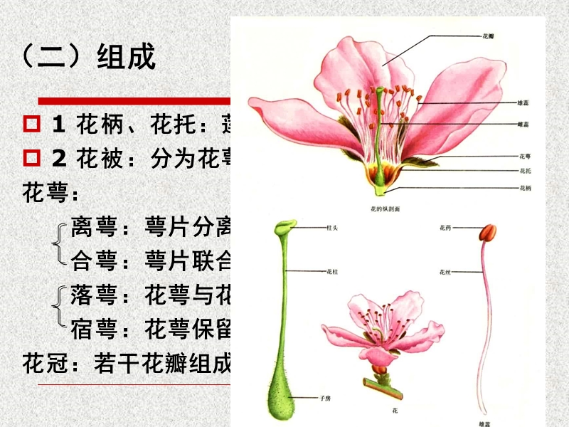 第十一讲：植物繁殖器官-花1.ppt_第3页