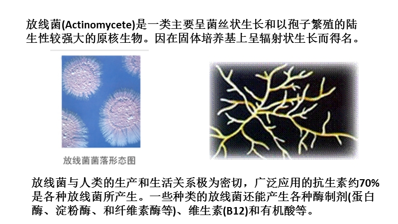 04-食品行业常见的真菌.pptx_第3页