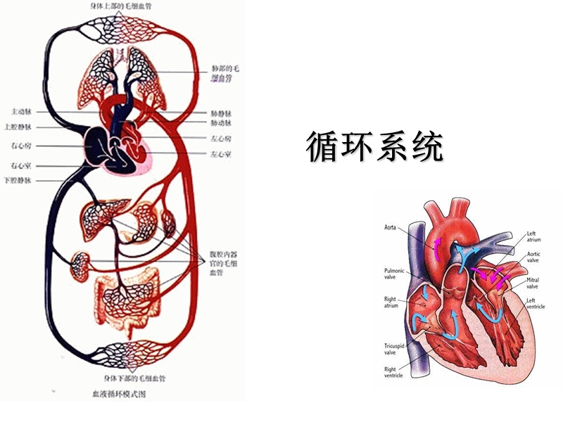 循环系统(泵生理).ppt_第1页