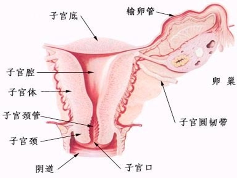 子宫肌瘤__03.ppt_第2页