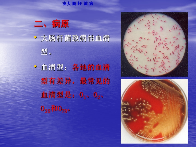 刘海培训课件_禽大肠杆菌病.ppt_第3页