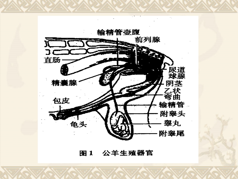 最新山羊、绵羊的人工授精技术及新技术介绍(含人工授精视频).ppt_第3页