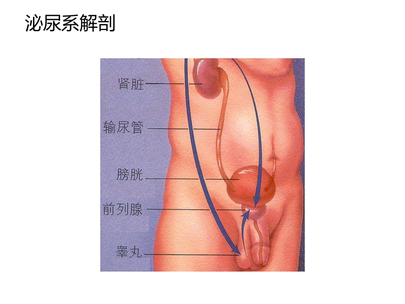 下尿路相关疾病.ppt_第2页