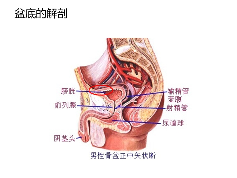 下尿路相关疾病.ppt_第3页