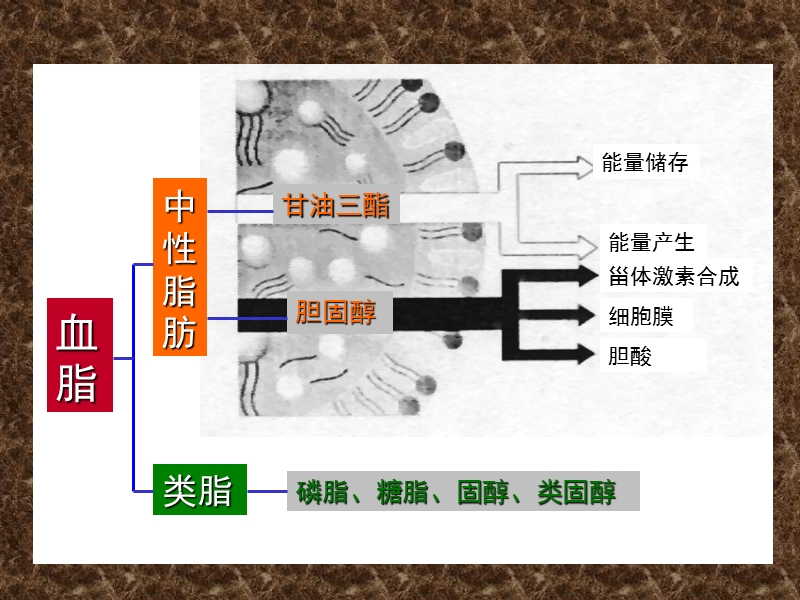 血脂和高脂血症.ppt_第2页